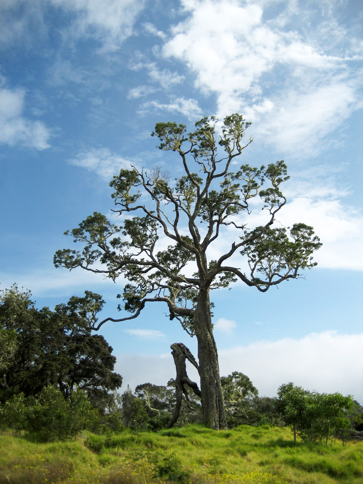 Koa Tree